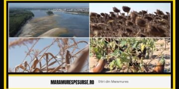 Dezastru agricol în sudul României: seceta lasă fermierii fără recoltă și fără bani