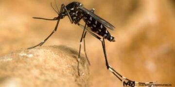 Virusul West Nile se extinde în Europa: România, pe locul 3 după numărul zonelor afectate