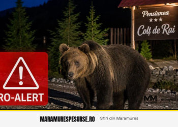 RO-Alert la Săcel după ce un urs a fost văzut lângă o pensiune: nicio seară fără urși în Maramureș