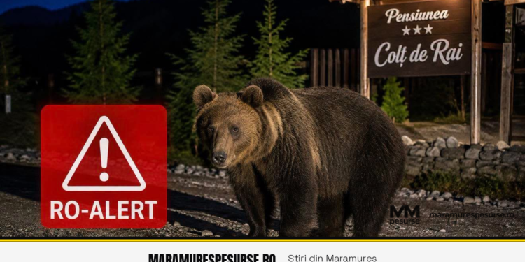 RO-Alert la Săcel după ce un urs a fost văzut lângă o pensiune: nicio seară fără urși în Maramureș