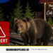 RO-Alert la Săcel după ce un urs a fost văzut lângă o pensiune: nicio seară fără urși în Maramureș