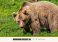 O nouă alertă de urs în Maramureș: exemplar semnalat în Borșa