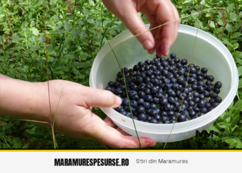 Sezon excelent la afine în Maramureș: până la 300 de euro pe zi pentru culegători, în zona Ruscova-Repedea