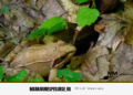 Profesorii muta sala de clasa in natura la Padurea Craiasca