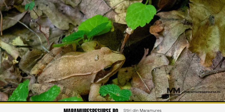 Profesorii muta sala de clasa in natura la Padurea Craiasca