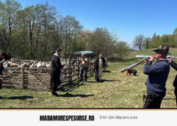 Brânză tradițională maramureșeană