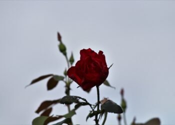 Ziua Mondială a Inimii, marcată în cartierul Gării din Baia Mare. Eveniment dedicat sănătății cardiovasculare