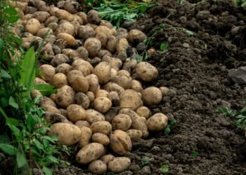 Jól termett az idén a székely pityóka, de alacsony a felvásárlási ár