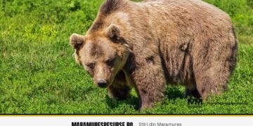 Urs semnalat în Preluca Nouă, Copalnic Mănăștur: RO-ALERT transmis pentru locuitori