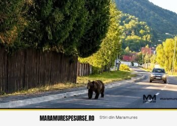Urs semnalat pe strada Arinului din Baia Mare, cartierul Ferneziu