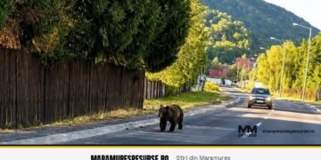 Urs semnalat pe strada Arinului din Baia Mare, cartierul Ferneziu