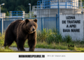 Urs în incinta Uzinei de Tratare a Apei din Baia Mare: animalul a fugit în pădure