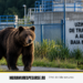 Urs în incinta Uzinei de Tratare a Apei din Baia Mare: animalul a fugit în pădure