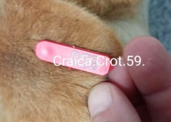 Baia Mare pregătește o nouă strategie pentru câinii fără stăpân: sterilizări și laborator veterinar mobil
