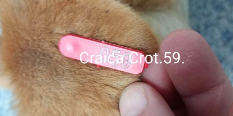 Baia Mare pregătește o nouă strategie pentru câinii fără stăpân: sterilizări și laborator veterinar mobil