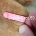 Baia Mare pregătește o nouă strategie pentru câinii fără stăpân: sterilizări și laborator veterinar mobil